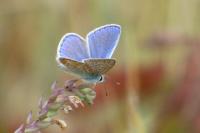 Polyommatus icarus