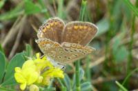 Polyommatus icarus
