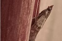 Plodia interpunctella