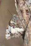 Brintesia circe