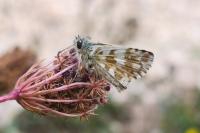 Pyrgus armoricanus