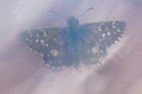 Pyrgus armoricanus