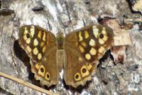 Pararge aegeria