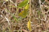 Colias crocea