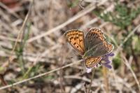 Lycaena tityrus