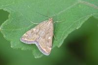Loxostege sticticalis