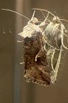 Autographa gamma