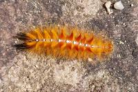 Acronicta aceris