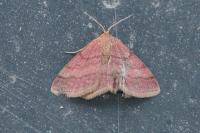 Scopula rubiginata