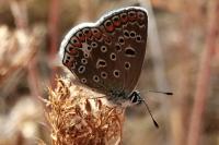 Polyommatus icarus