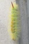 Calliteara pudibunda