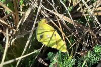 Colias crocea