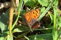 Lycaena phlaeas