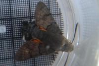 Macroglossum stellatarum