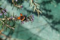 Lycaena phlaeas