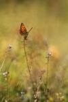 Lycaena phlaeas