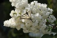 Iphiclides podalirius