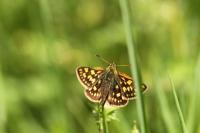 Carterocephalus palaemon