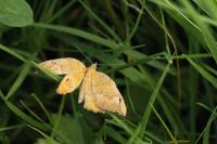 Camptogramma bilineata