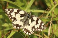 Melanargia galathea