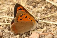 Lycaena phlaeas