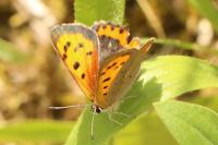 Lycaena phlaeas
