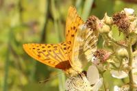 Argynnis paphia