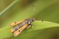 Pyropteron chrysidiforme