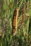 Lasiocampa trifolii