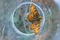 Melitaea parthenoides