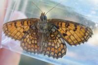 Melitaea parthenoides