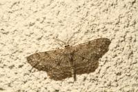 Hypomecis punctinalis