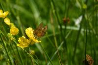 Euphydryas aurinia