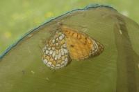 Melitaea parthenoides