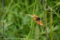 Melitaea parthenoides