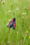 Zygaena trifolii