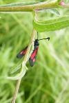 Zygaena trifolii