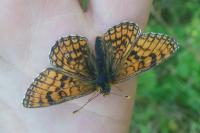 Melitaea parthenoides