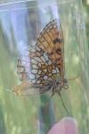 Melitaea parthenoides