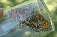 Melitaea parthenoides