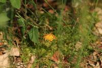 Pseudopanthera macularia