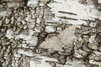 Aethalura punctulata