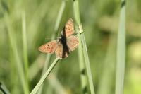 Lycaena tityrus