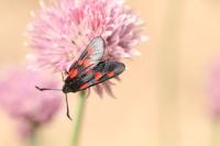 Zygaena ephialtes