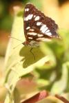 Limenitis reducta