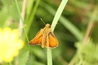 Ochlodes sylvanus