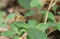 Maniola jurtina