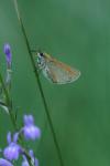 Thymelicus sylvestris