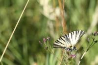 Iphiclides podalirius