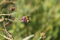 Hemaris fuciformis